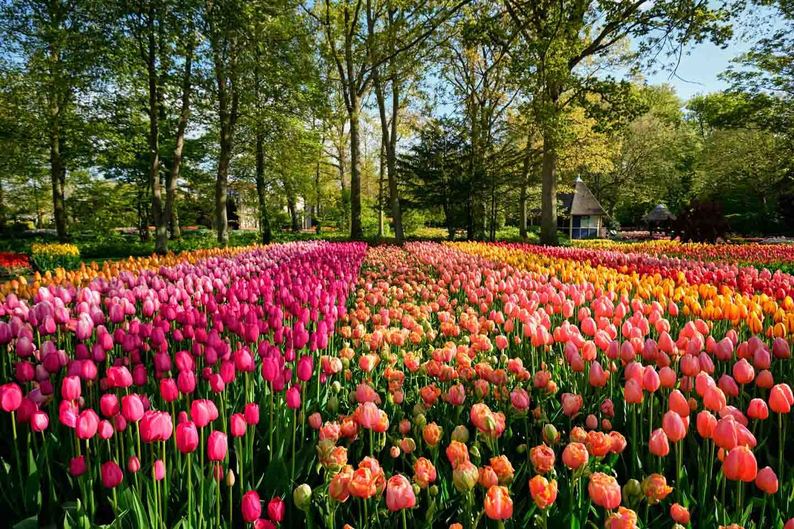 麗しき花の楽園 オランダ・キューケンホフ公園