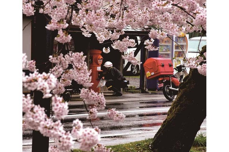 桜雨の定時開函