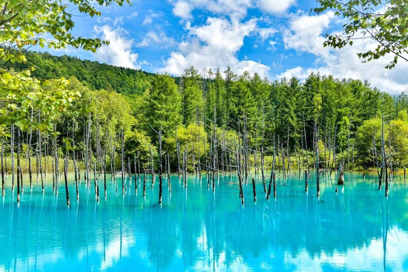 美しく幻想的な青の世界 北海道・白金青い池