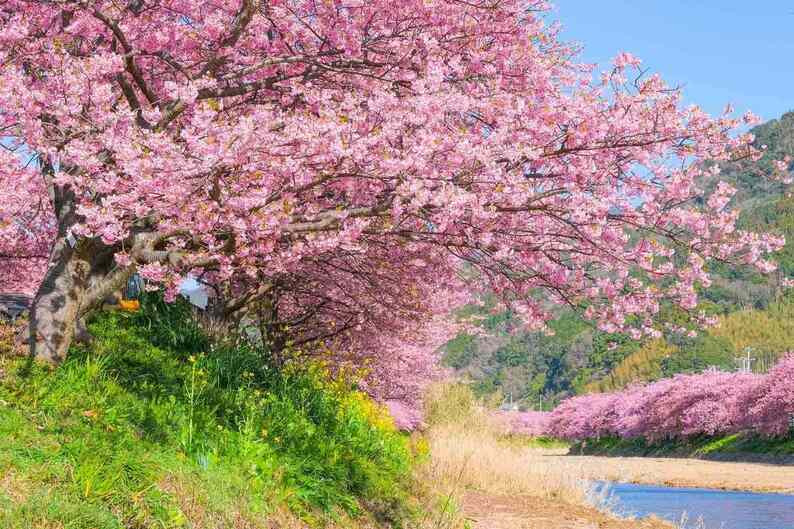 早咲きの桜と菜の花ロード　静岡県・河津温泉郷