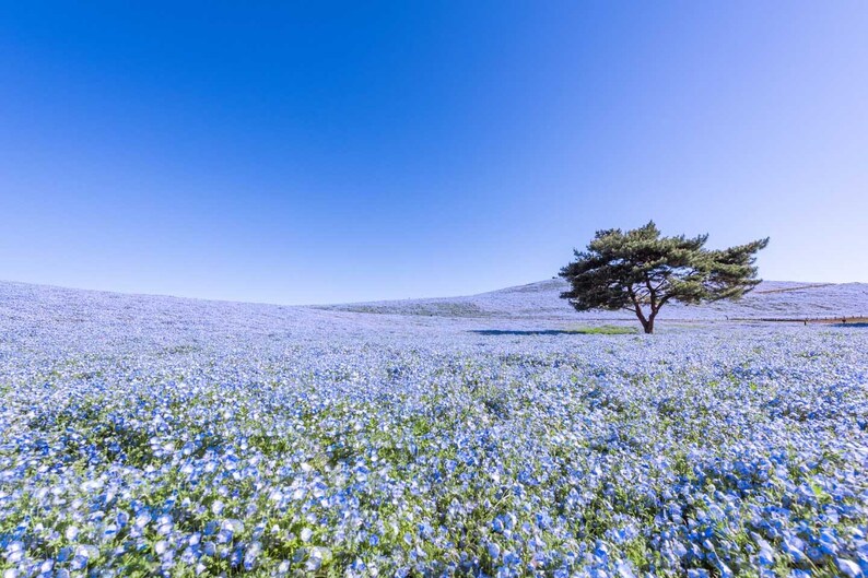 空に溶け合う青い絨毯 茨城県・ひたちなか