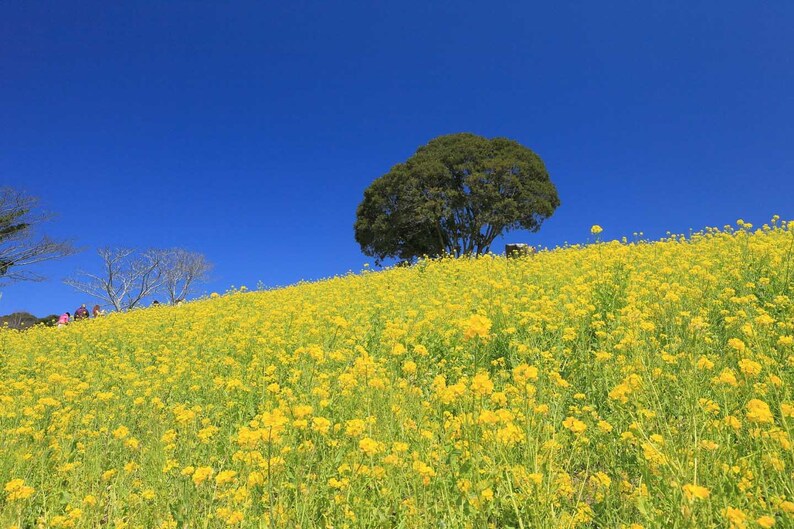 光り輝く黄色の大斜面　千葉県・マザー牧場
