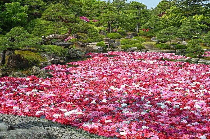 池に浮かぶ大輪の牡丹 島根県・由志園