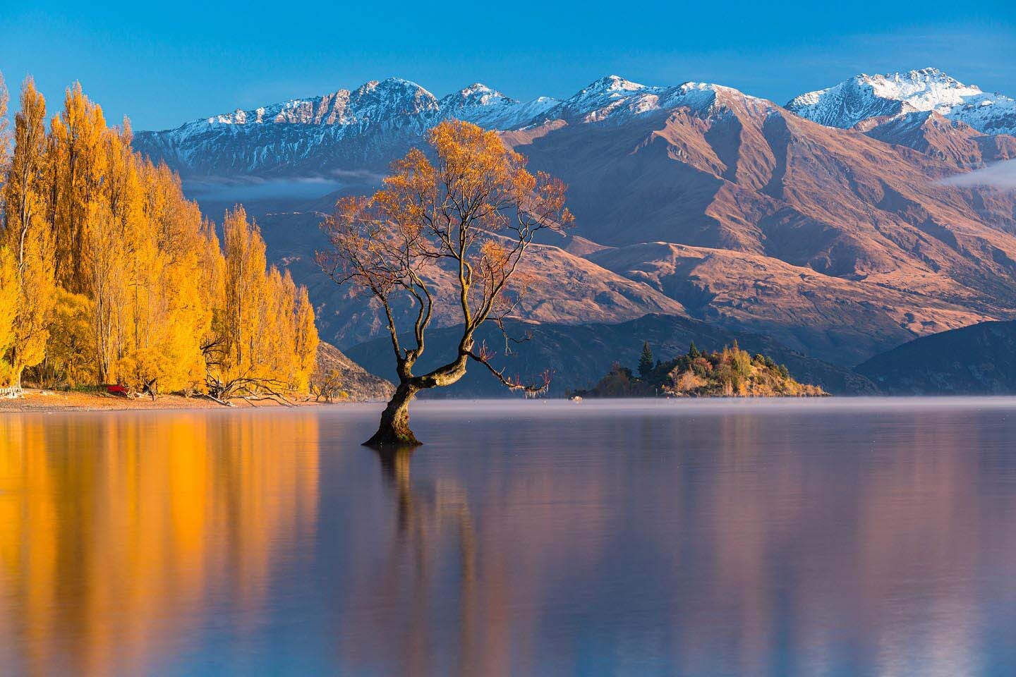 黄金色に輝くポプラ並木 ニュージーランド・ワナカ