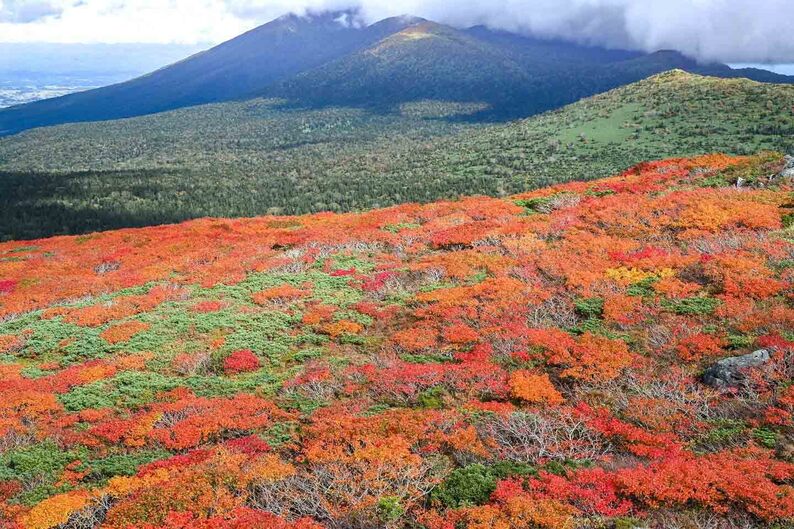 本州でいちばん早い紅葉 岩手県・三ツ石山