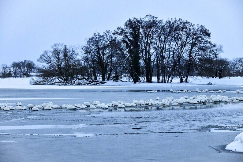 冬の来訪者、白鳥が舞う湖 新潟県・瓢湖水きん公園