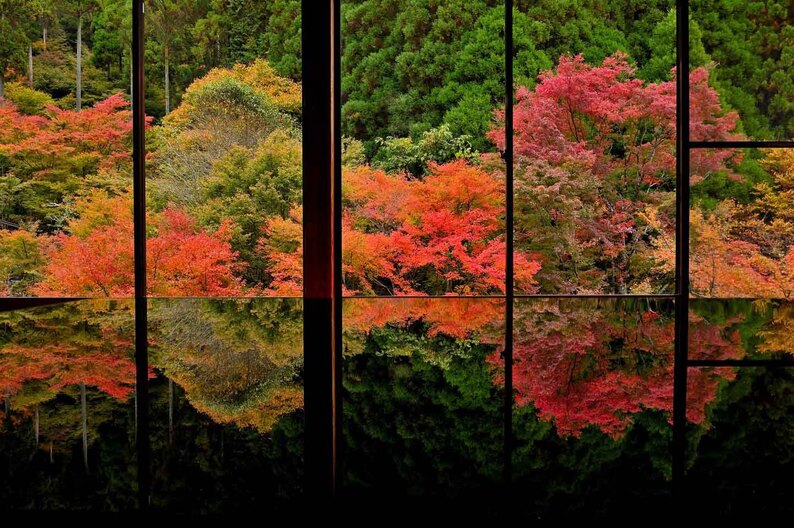 机の上の紅葉<br />
佐賀・環境芸術の森