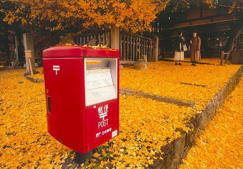 黄色の絨毯