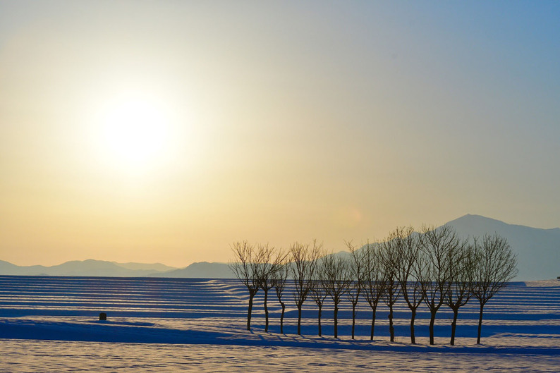 静けさの中に立つ、はさ木の列影<br />
新潟・池ケ原
