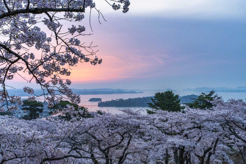 桜越しに望む、松島随一の展望 宮城・松島