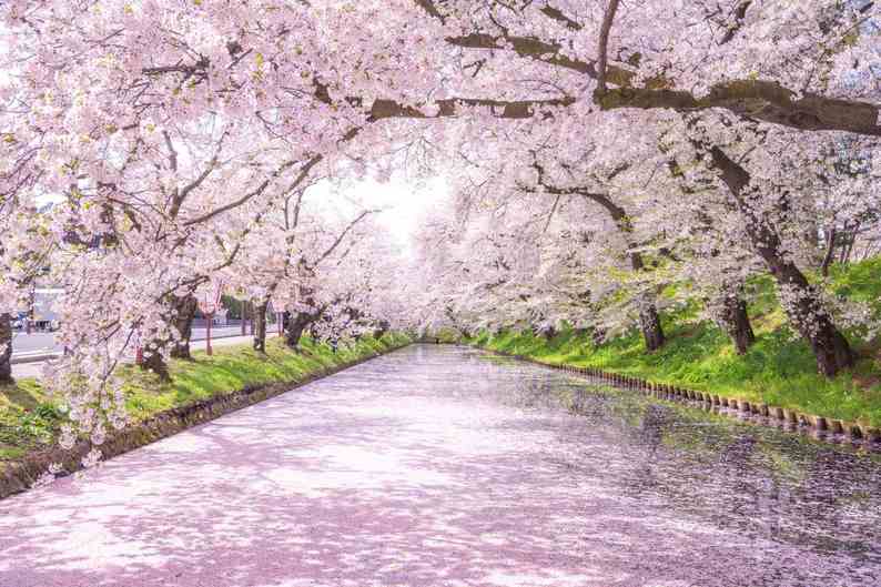 散り際に美しさを増す外堀の花筏