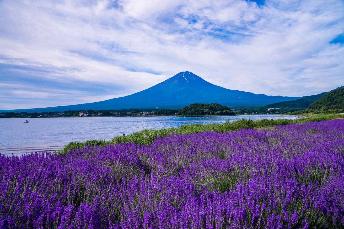 富士の麓の紫の絨毯　山梨・河口湖大石公園