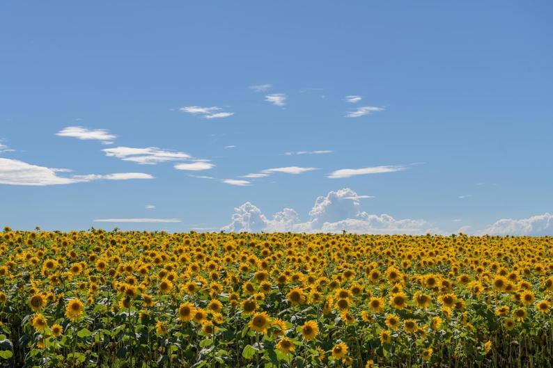 大地が黄色く輝く花畑　北海道・美瑛